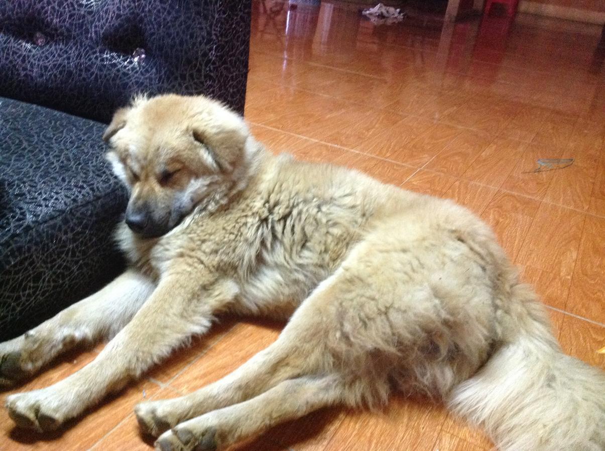 Chapi Homestay Sapa Dış mekan fotoğraf
